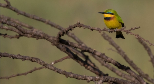 Tanzania and Kenya