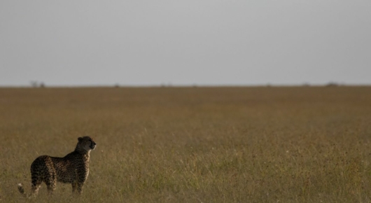 Tanzania and Kenya
