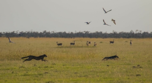 Tanzania and Kenya