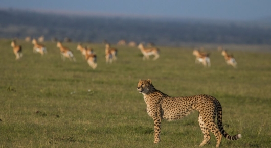 Tanzania and Kenya