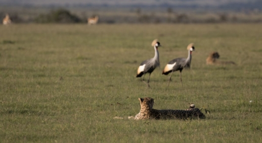 Tanzania and Kenya