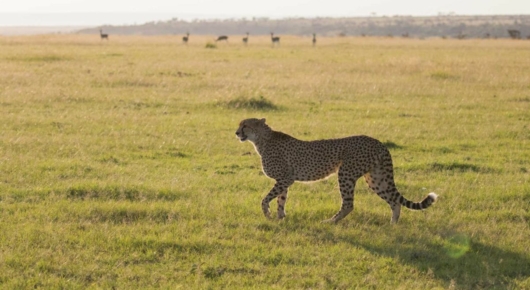 Tanzania and Kenya