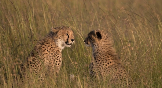 Tanzania and Kenya