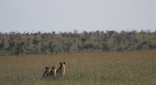 Tanzania and Kenya