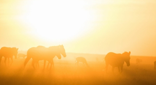 Tanzania and Kenya