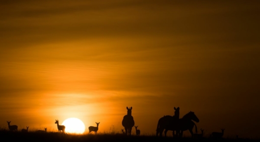 Tanzania and Kenya