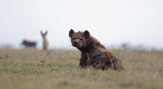 Tanzania and Kenya