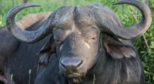 Phinda and Londolozi