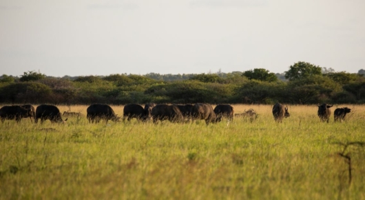 Phinda and Londolozi