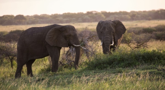 Phinda and Londolozi