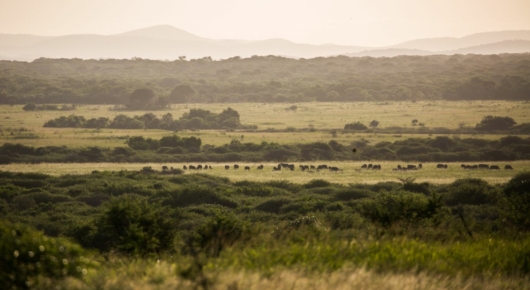 Phinda and Londolozi