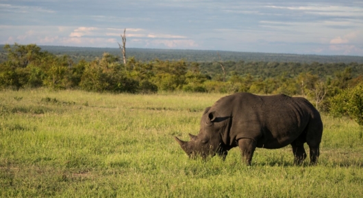 Phinda and Londolozi