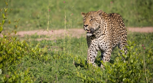 Phinda and Londolozi