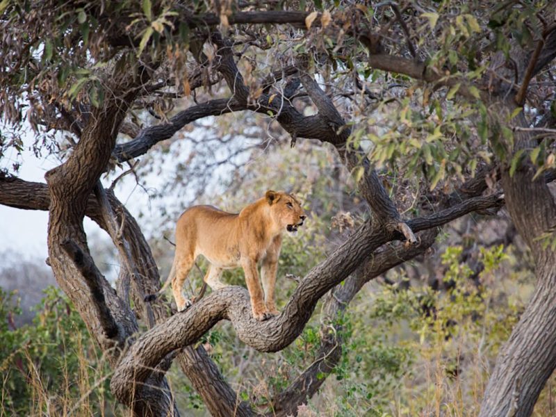 Lion in the tree