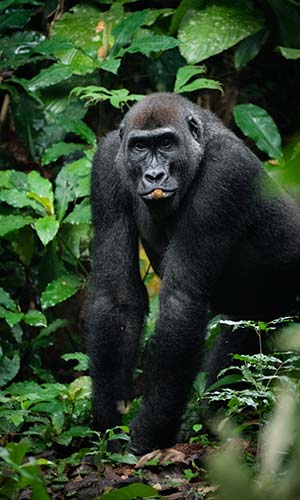 Lowland gorilla - Congo
