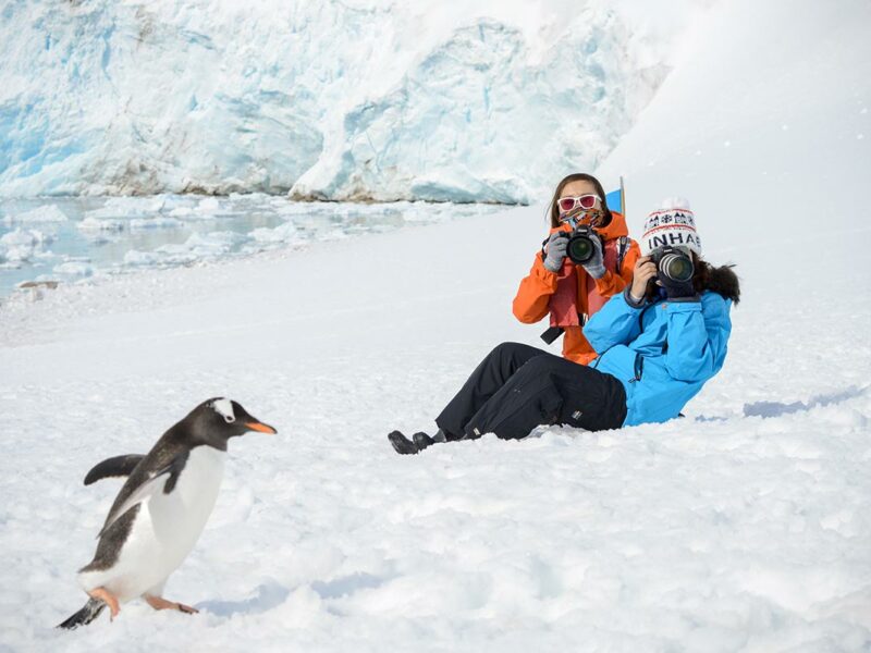 Penguin - Antarctica