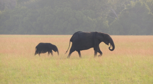 Forest Elephant and calf - Gabon