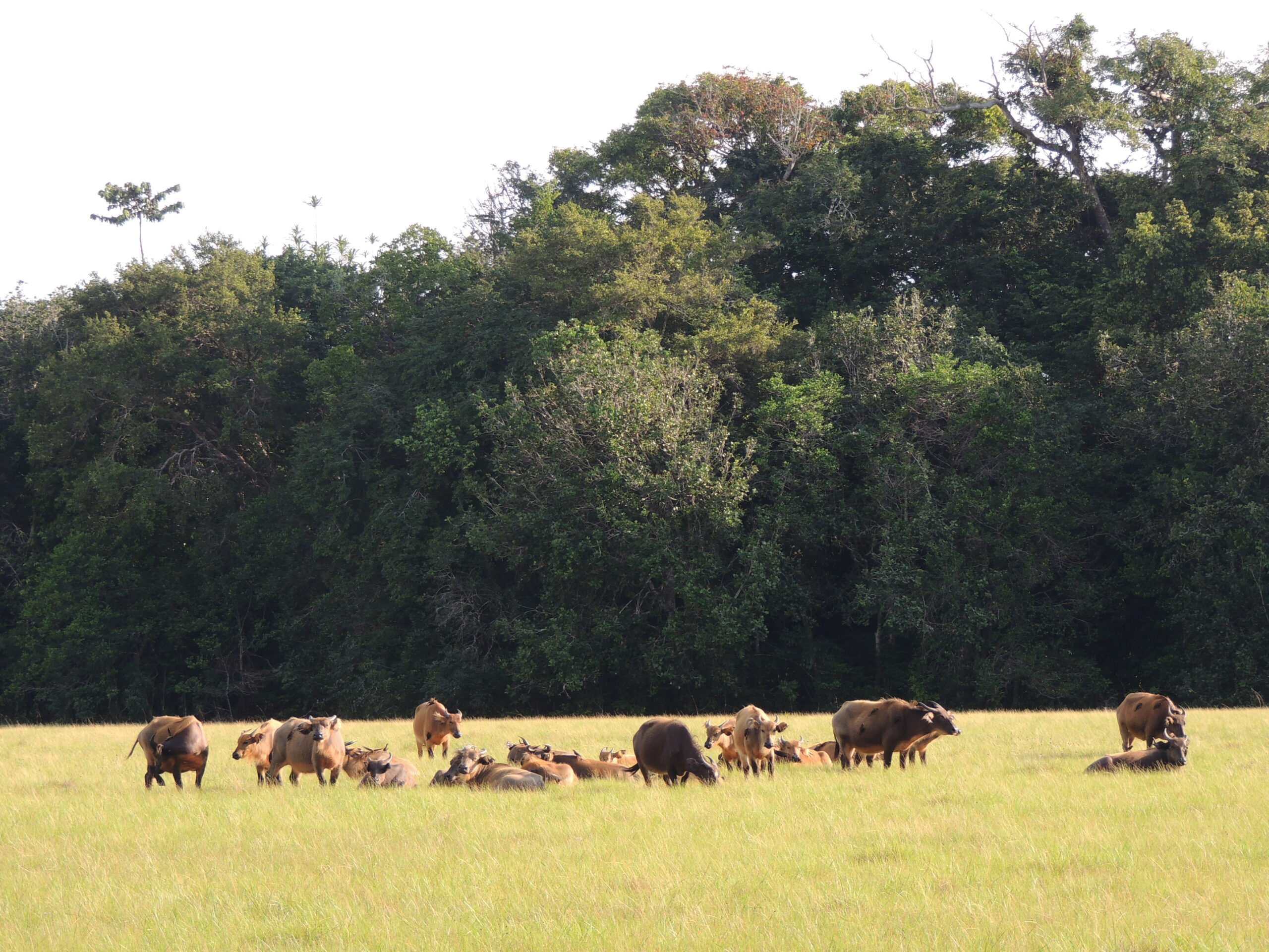 Forest Buffalo - Gabon