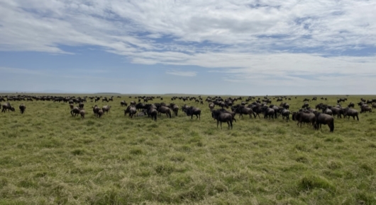 Great Migration Kenya's Maasai Mara