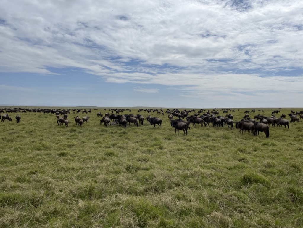 Great Migration Kenya's Maasai Mara