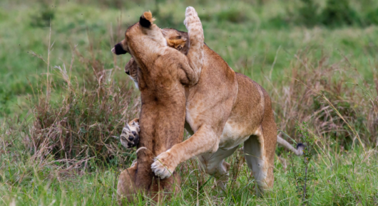 Lions playing in the Maasai Mara