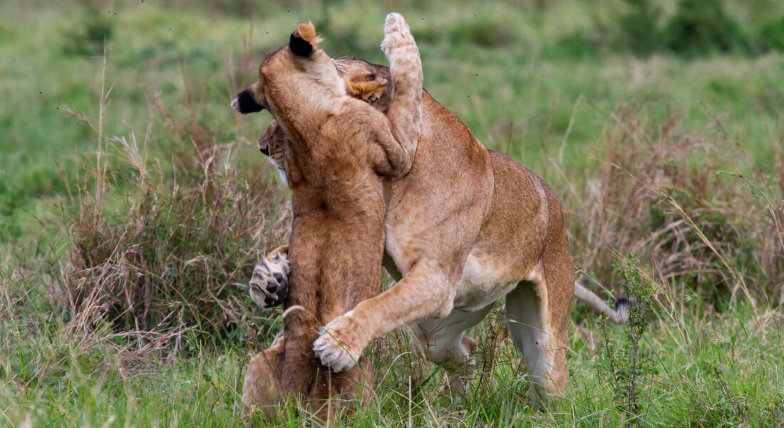 Lion cubs playing in the Maasai Mara