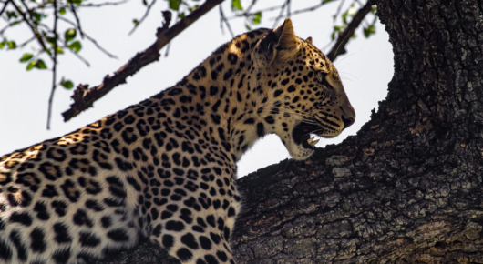 Leopard in a tree, Maasai Mara, Kenya