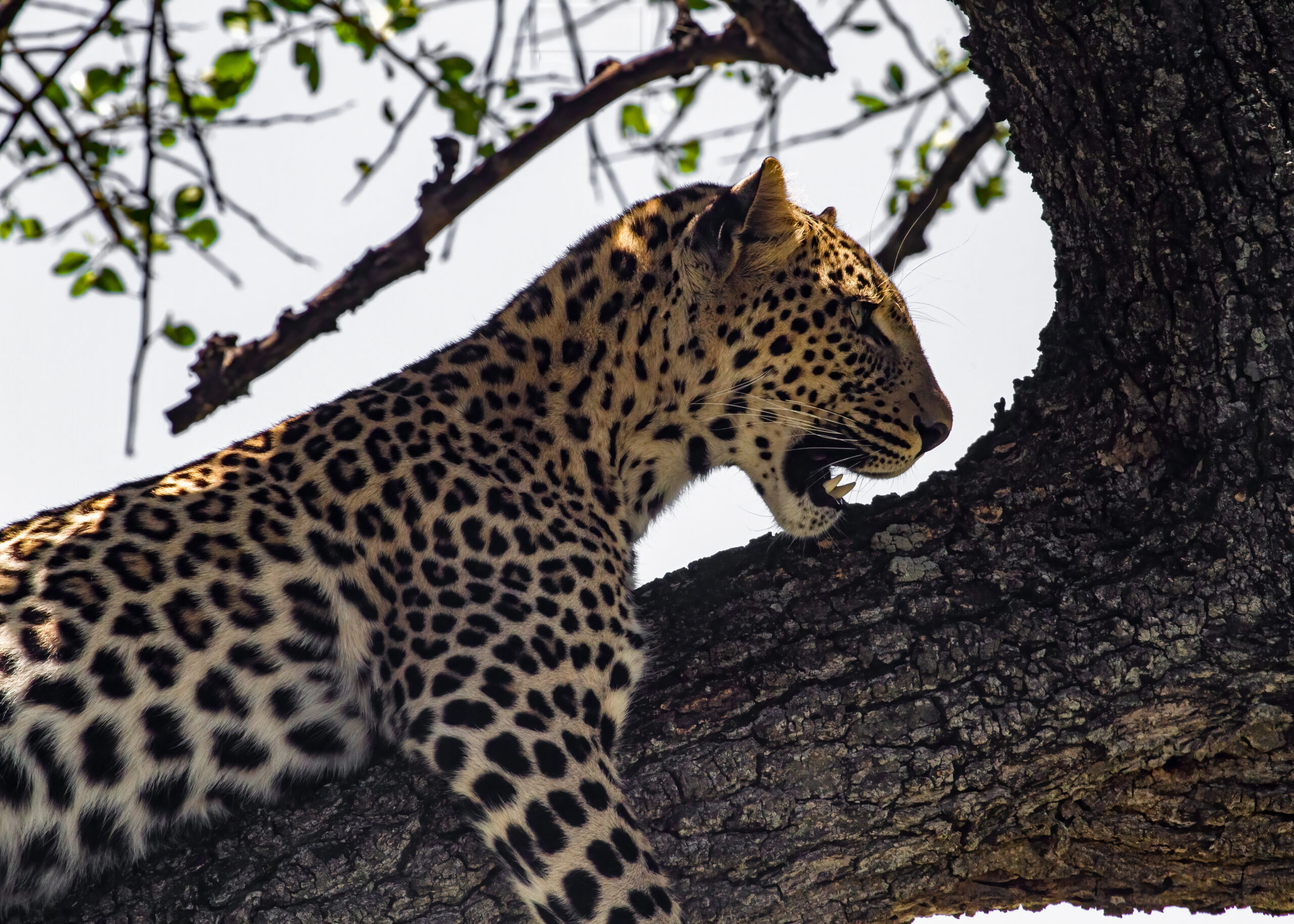 Leopard in a tree, Maasai Mara, Kenya