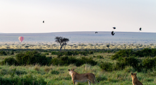 Lions and balloons in the Maasai Mara
