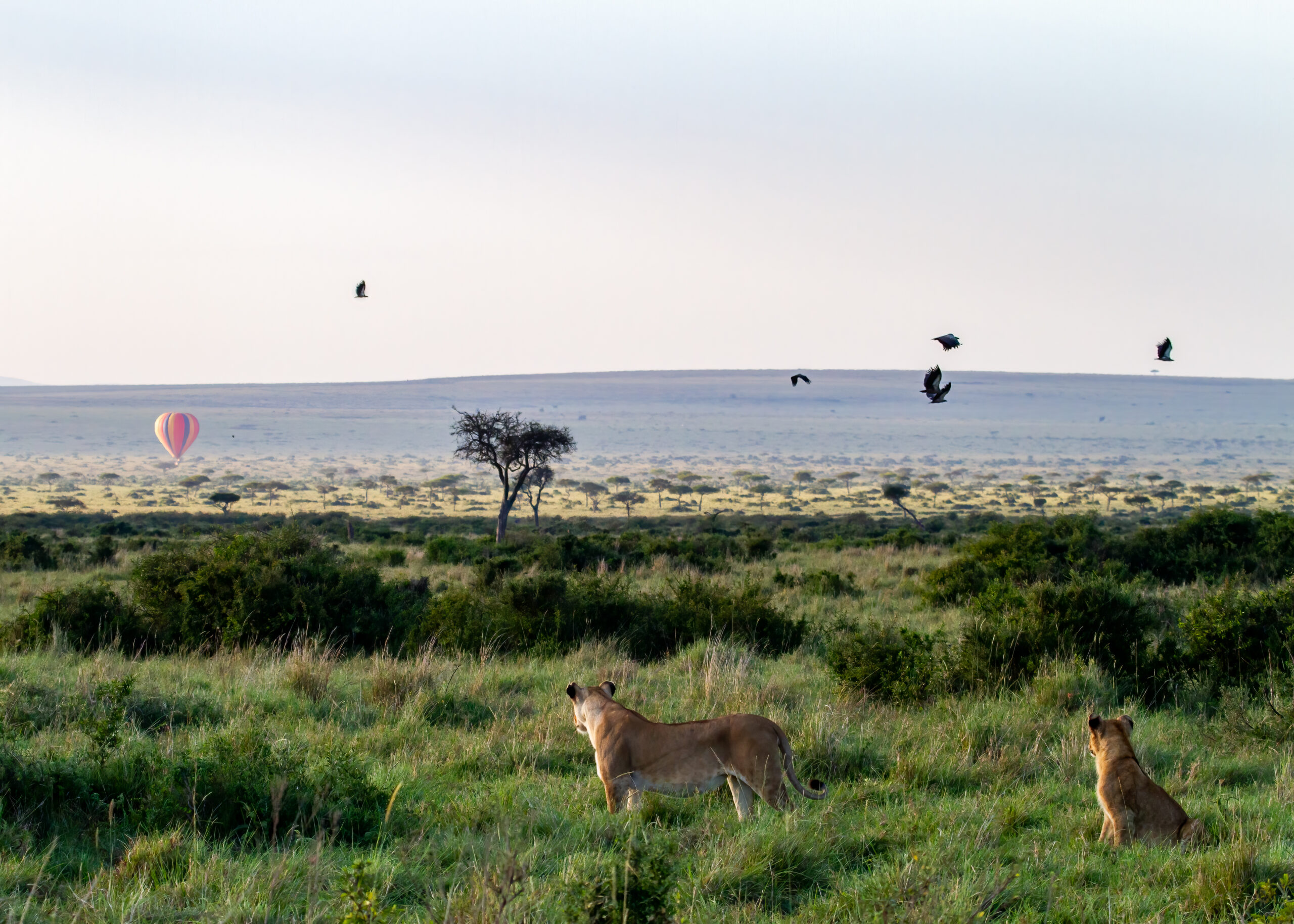 Lions and balloons in the Maasai Mara