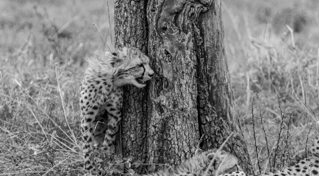 Cheetah cubs and a tree