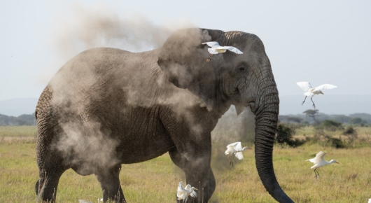 Angama Amboseli – elephant ©Angama