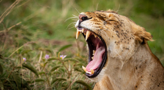 Lioness with flies on face