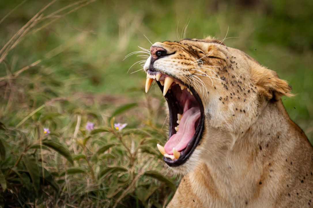 Lioness with flies on face