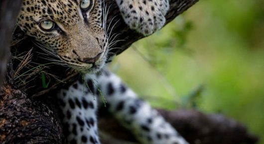Tanda Tula Leopard