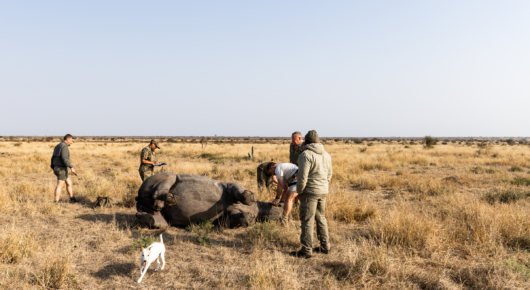 Rhino Identification