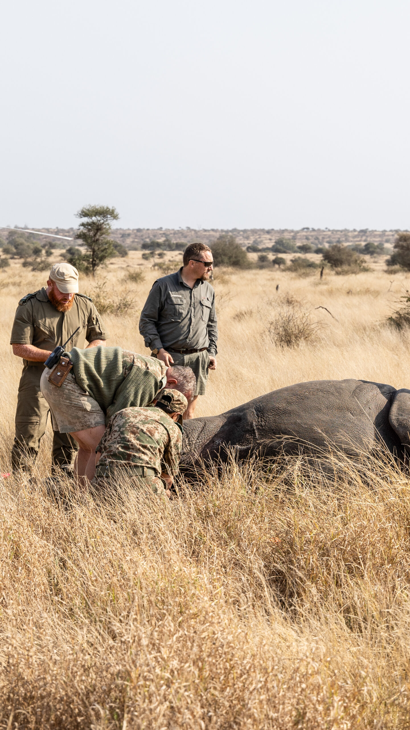 Rhino dehorning Kruger