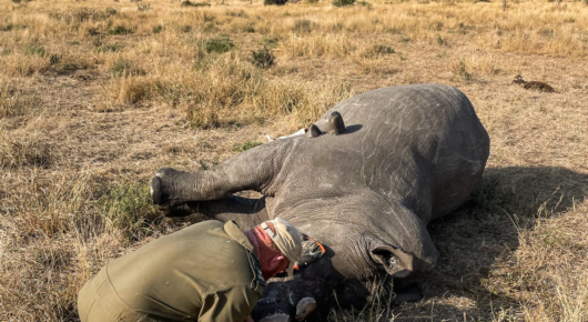 Rhino Horn removal