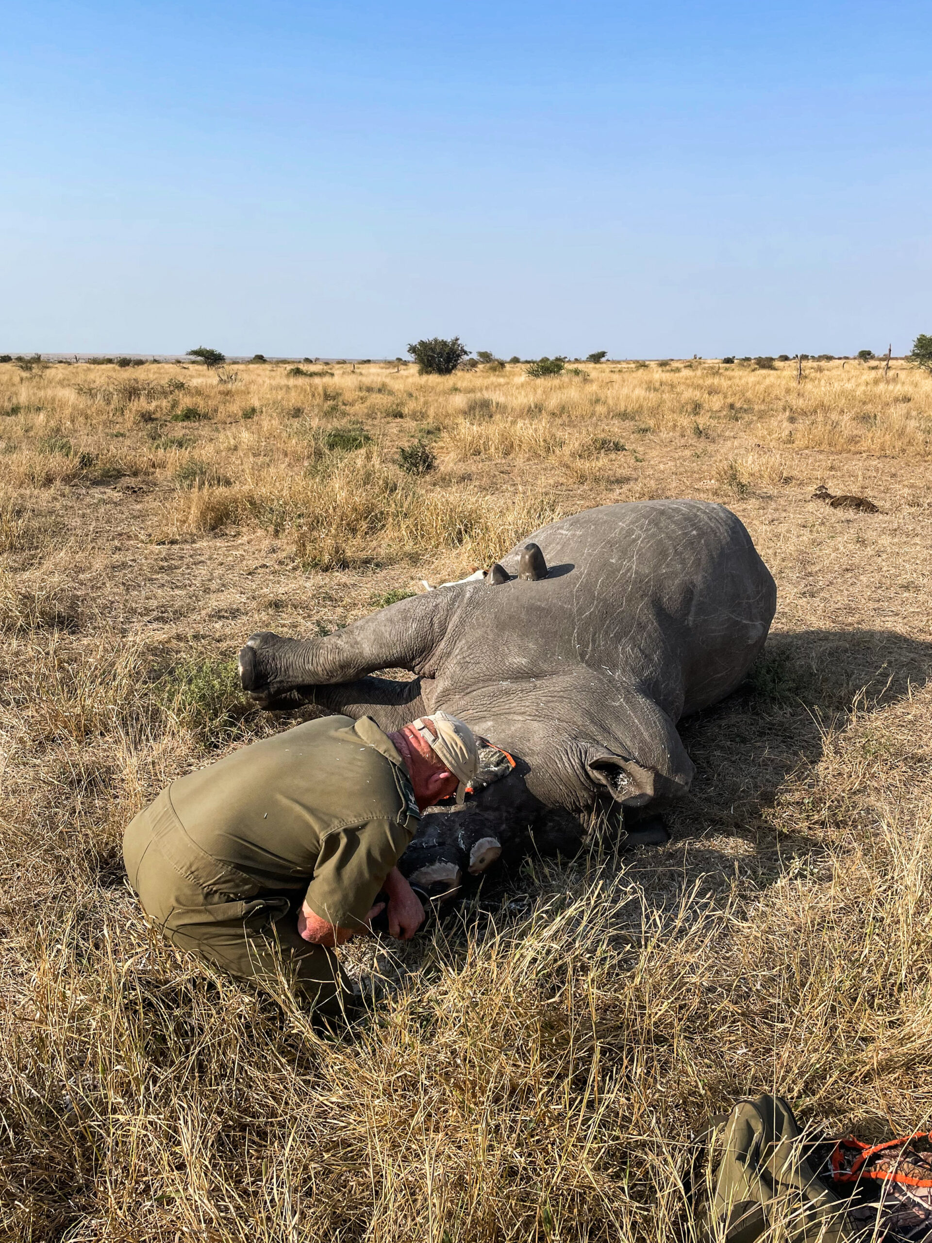 Rhino Horn removal