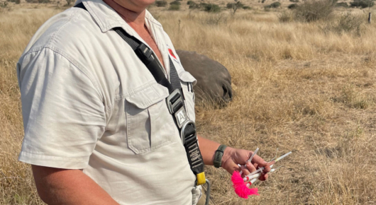 Rhino dehorning - Darts removed