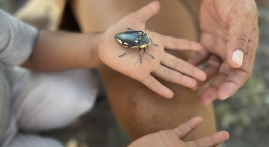 A Jewel Beetle - pet for a young San Bushman in the Makgadigadi Salt Pans