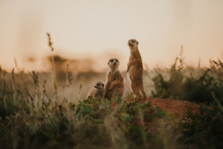 Tswalu – Kalahari
