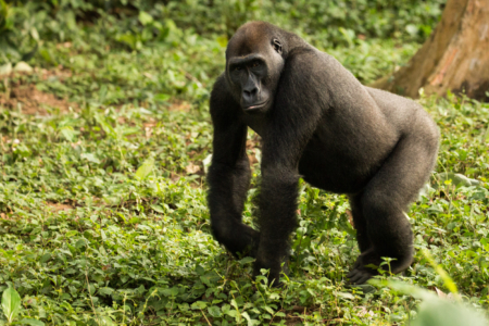 The Republic of the Congo