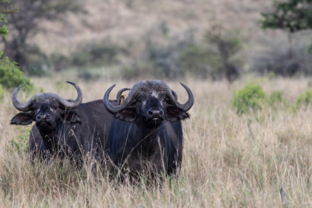 East Africa