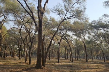 Zambia