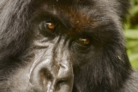 Uganda, The Pearl of Africa