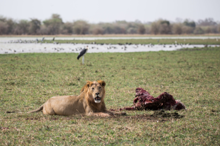 African Parks